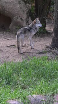 Mexican wolf walking in the forest
