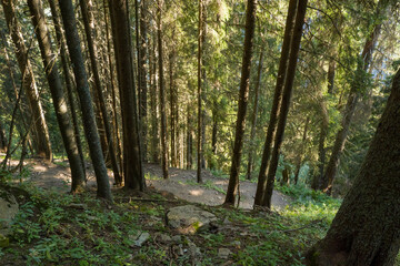 Fototapeta premium A winding dirt path descends through a dense woodland of tall, straight conifer trees, with filtered sunlight casting gentle highlights on the forest floor and lush green undergrowth.