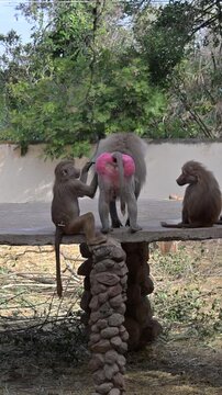 pair of baboons living together naturally