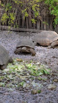 sulcata tortoise walking on land