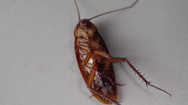 Disgusting Cockroach Infestation on Floor