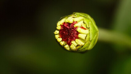 bud of a flower