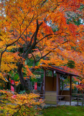 京都長岡天満宮の秋