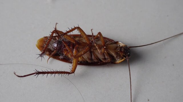 Dying Roach Struggling on Back Close Up