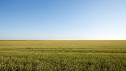 A serene landscape of a vast green field under a clear blue sky