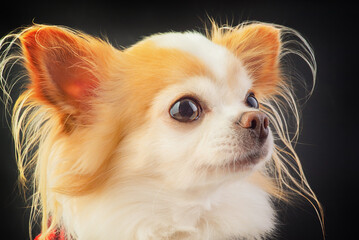 Chihuahua dog of white and red color on a black background.