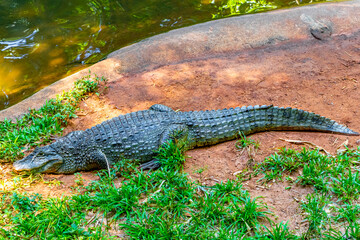 Crocodile alligator by the river water pond lake in Brazil.