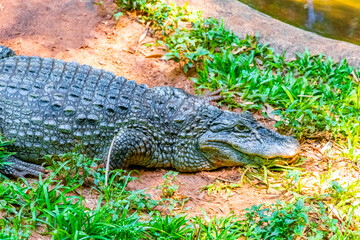 Crocodile alligator by the river water pond lake in Brazil.