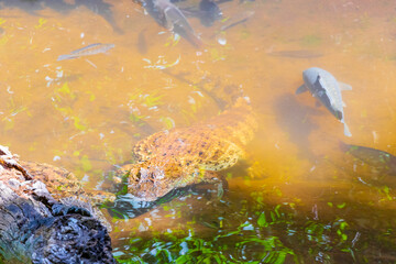 Crocodile alligator by the river water pond lake in Brazil.