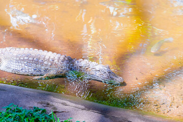 Crocodile alligator by the river water pond lake in Brazil.