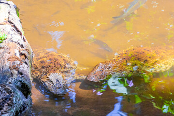 Crocodiles alligators by the river water pond lake in Brazil.