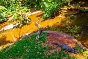 Crocodiles alligators by the river water pond lake in Brazil.