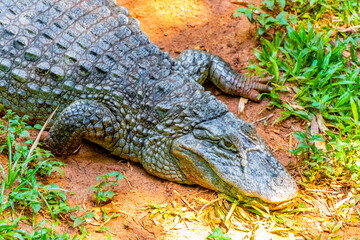 Crocodile alligator by the river water pond lake in Brazil.