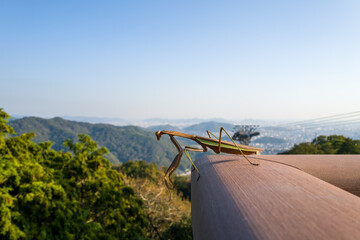 Fototapeta premium A brown praying mantis stands on a wooden railing overlooking green forested hills and a distant cityscape near Engyoji, Mount Shosha, Himeji, Japan. A cable car station and clear blue sky complete