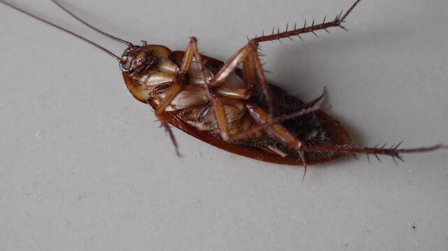 Pest Infestation Macro Shot Dying Cockroach