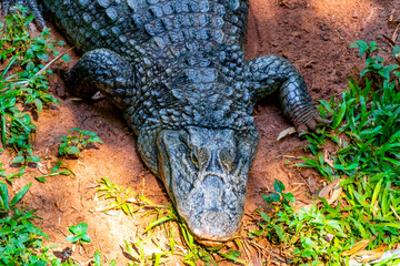Crocodile alligator by the river water pond lake in Brazil.