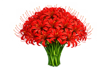 Red spider lily bouquet (lycoris radiata) with vibrant petals, a symbol of autumn, memory, and the afterlife on transparent background