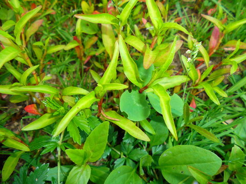 Close-up of mixed forest groundcover with herbaceous plants and grasses. Narrow lanceolate leaves with red-tinged stems surround round and palmate leaves, with small white flower spikes. Soft daylight