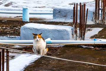 Cute cat on a roof rooftop of building in Thailand.