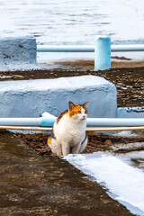 Cute cat on a roof rooftop of building in Thailand.
