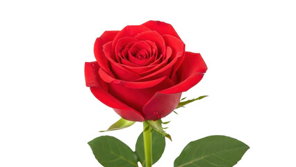 Naklejka premium Single Red Rose with Green Leaves isolated PNG with Transparent Background