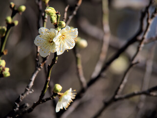 1月に美しく咲いた白い梅の花「月影（ツキカゲ）」