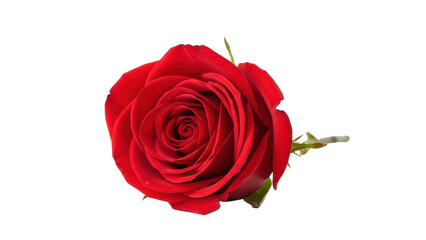 Naklejka premium Single Red Rose Flower Bud isolated PNG with Transparent Background