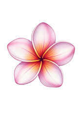 A delicate plumeria flower with soft pastel pink petals and a dark purple-red core, in a soft watercolor painting style against a transparent background with ample copy space, radiating tropical