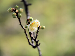 1月に美しく咲いた白い梅の花「月影（ツキカゲ）」