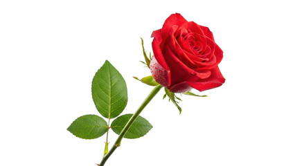 Fototapeta premium Red rose flower with green leaves on long stem, single romantic blossom isolated on white, elegant floral element for wedding and valentine design