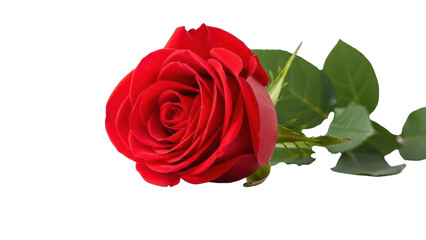 Naklejka premium Single Red Rose with Green Leaves isolated PNG with Transparent Background