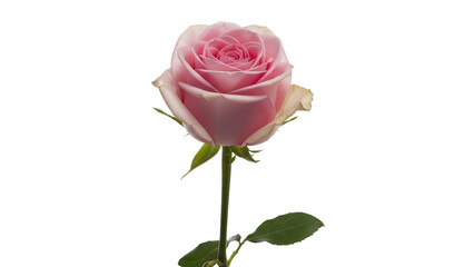 Single Pink Rose Flower with Green Stem and Leaves isolated PNG with Transparent Background