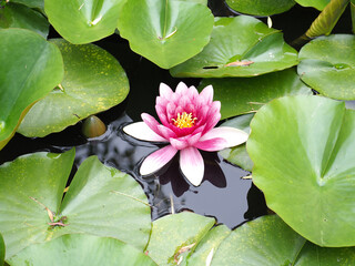植物　花　公園　散策　観光
