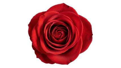Top View of Single Vibrant Red Rose Flower isolated PNG with Transparent Background