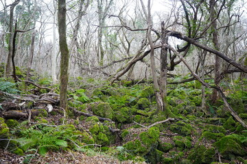 old wild forest in winter