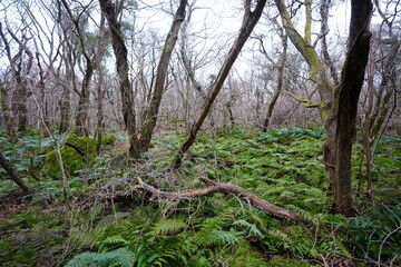 old wild forest in winter