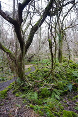 mossy rocks and bare old trees in winter forest