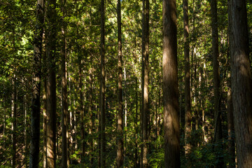 Fototapeta premium Dense cedar trees rise vertically in the Kumano Kodo forest, with shafts of sunlight creating dramatic patterns of light and shadow on the trunks and lush undergrowth.