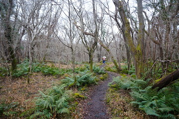 Fototapeta premium fine winter path through ferns