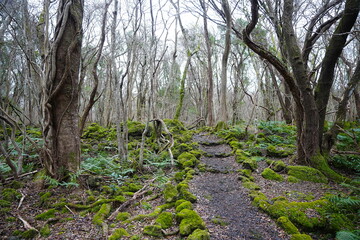 mossy rocks and bare old trees in winter forest