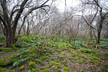 old wild forest in winter