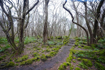 Fototapeta premium desolate winter forest and pathway