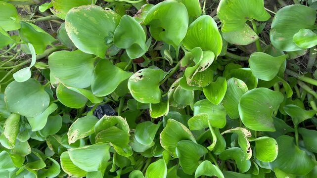 Water hyacinth plant in nature