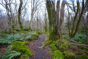 mossy rocks and bare old trees in winter forest