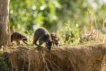 Group of raccoons foraging on dirt riverbank in tropical forest