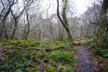 mossy rocks and bare old trees in winter forest