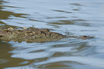American Crocodile swimming in river
