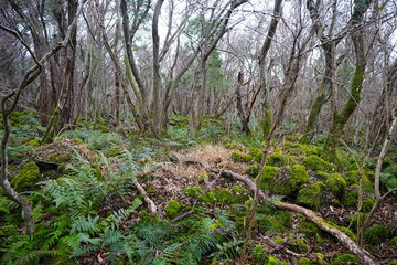 old wild forest in winter