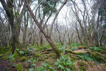 old wild forest in winter