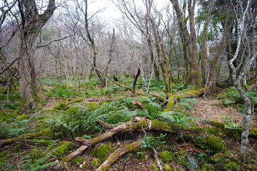 old wild forest in winter
